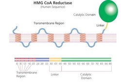 3-Hydroxy-3-methylglutaryl-CoA reductase human solution