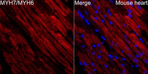 Anti-Myosin heavy chain Antibody, clone 6V0G1, Rabbit Monoclonal