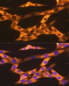 Anti-Hsp90&#946; Antibody, clone 7C6J0, Rabbit Monoclonal