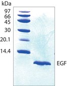 Epidermal Growth Factor, human, animal component free EGF, recombinant, expressed in Escherichia coli, &gt;97% (SDS-PAGE)