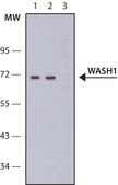 Anti-WASH1 antibody, Mouse monoclonal clone WASH1-27, purified from hybridoma cell culture