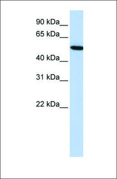 Anti-HRG antibody produced in rabbit affinity isolated antibody