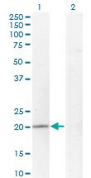 Monoclonal Anti-CGI-121 antibody produced in mouse clone 3F6, purified immunoglobulin, buffered aqueous solution