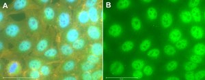 Anti-ISL-1 Antibody from rabbit, purified by affinity chromatography