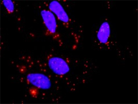 Monoclonal Anti-BMP2, (C-terminal) antibody produced in mouse clone 4B12, purified immunoglobulin, buffered aqueous solution
