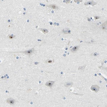 Anti-RRP1 antibody produced in rabbit Prestige Antibodies&#174; Powered by Atlas Antibodies, affinity isolated antibody, buffered aqueous glycerol solution, Ab1