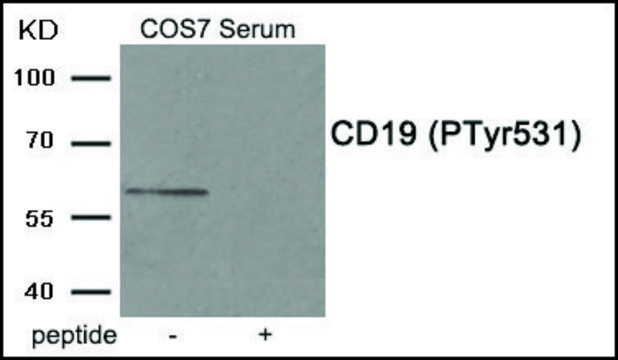 Anti-phospho-CD19 (pTyr531) antibody produced in rabbit affinity isolated antibody