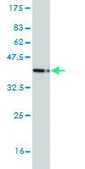Monoclonal Anti-MSH5 antibody produced in mouse clone 1C11, purified immunoglobulin, buffered aqueous solution