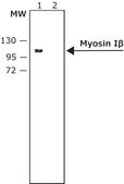 Anti-Myosin I&#946; (Nuclear) antibody produced in rabbit affinity isolated antibody, buffered aqueous solution
