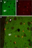 Anti-Muscarinic Acetylcholine Receptor (M1) antibody produced in rabbit affinity isolated antibody, lyophilized powder