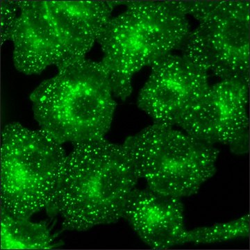 A549 Cells GFP-EGFR