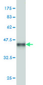 ANTI-CDK8 antibody produced in mouse clone 5H4, purified immunoglobulin, buffered aqueous solution