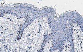 Anti-CD44 Antibody, clone 5H23 Antibody, ZooMAb&#174; Rabbit Monoclonal recombinant, expressed in HEK 293 cells