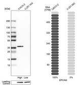 Anti-EPCAM antibody produced in rabbit Prestige Antibodies&#174; Powered by Atlas Antibodies, affinity isolated antibody, buffered aqueous glycerol solution