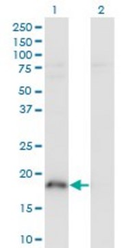 Monoclonal Anti-POU5F1, (C-terminal) antibody produced in mouse clone 4F8, purified immunoglobulin, buffered aqueous solution