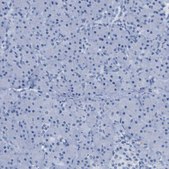 Anti-HHATL antibody produced in rabbit Prestige Antibodies&#174; Powered by Atlas Antibodies, affinity isolated antibody, buffered aqueous glycerol solution