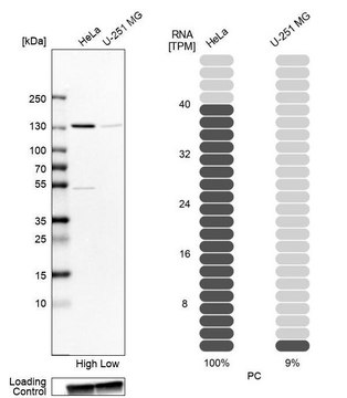 Anti-PC antibody produced in rabbit Prestige Antibodies&#174; Powered by Atlas Antibodies, affinity isolated antibody