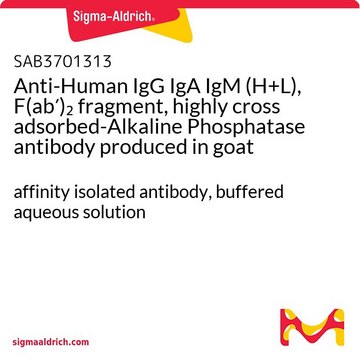Anti-Human IgG IgA IgM (H+L), F(ab&#8242;)2 fragment, highly cross adsorbed-Alkaline Phosphatase antibody produced in goat affinity isolated antibody, buffered aqueous solution