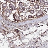 Anti-COL6A6 antibody produced in rabbit Prestige Antibodies&#174; Powered by Atlas Antibodies, affinity isolated antibody, buffered aqueous glycerol solution