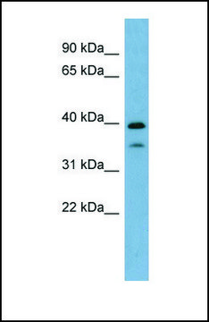 Anti-MAFA, (N-terminal) antibody produced in rabbit affinity isolated antibody