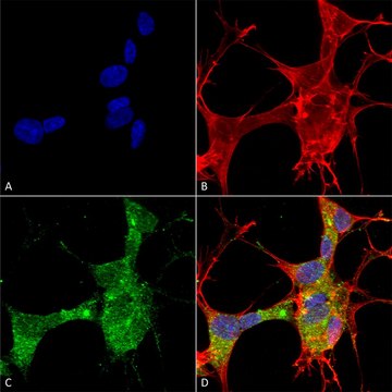 Monoclonal Anti-Lar/Ptprf antibody produced in mouse clone S165-38, purified immunoglobulin