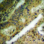 Anti-phospho-Fructose 6 Phosphate Kinase (pSer483) antibody produced in rabbit affinity isolated antibody