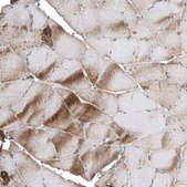 Anti-TCAP antibody produced in rabbit Prestige Antibodies&#174; Powered by Atlas Antibodies, affinity isolated antibody, buffered aqueous glycerol solution