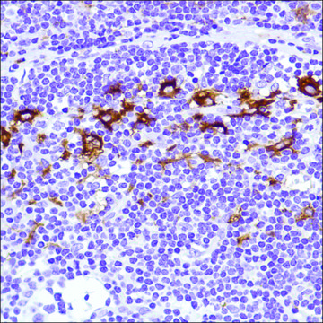 Anti-CD169 antibody, Rabbit monoclonal clone SP216, recombinant, expressed in proprietary host, affinity isolated antibody