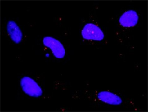 Monoclonal Anti-DAPK1 antibody produced in mouse clone 2E7, purified immunoglobulin, buffered aqueous solution