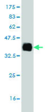 Monoclonal Anti-ELAC1 antibody produced in mouse clone 1G2, purified immunoglobulin, buffered aqueous solution