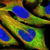 Anti-HSP90AB1 antibody produced in rabbit Prestige Antibodies&#174; Powered by Atlas Antibodies, affinity isolated antibody