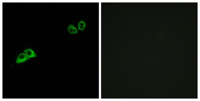 Anti-OR2AT4 antibody produced in rabbit affinity isolated antibody