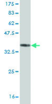 ANTI-ZIC1 antibody produced in mouse clone 3C1, purified immunoglobulin, buffered aqueous solution