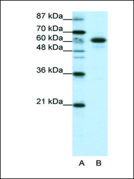 Anti-CBLL1 antibody produced in rabbit IgG fraction of antiserum