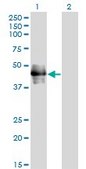 Monoclonal Anti-CD177 antibody produced in mouse clone 4C4, purified immunoglobulin, buffered aqueous solution