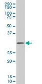 Monoclonal Anti-PCNA antibody produced in mouse clone S1, purified immunoglobulin, buffered aqueous solution