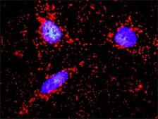 Monoclonal Anti-F11R antibody produced in mouse clone 2E3-1C8, purified immunoglobulin, buffered aqueous solution
