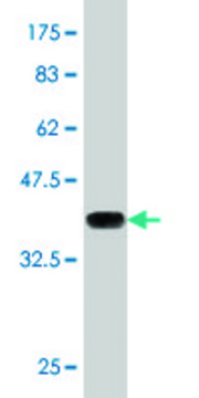 Monoclonal Anti-MTF1 antibody produced in mouse clone 2E5, purified immunoglobulin, buffered aqueous solution