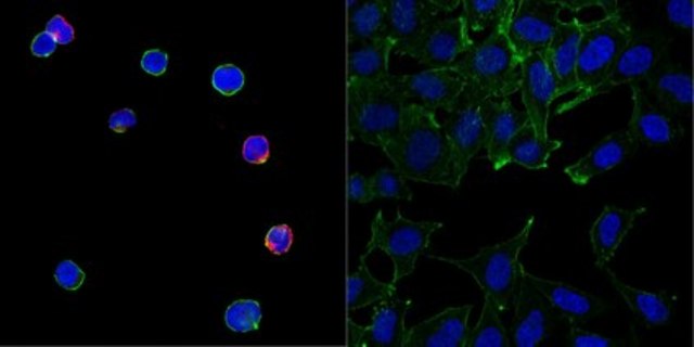 Sheep Anti-Human IgG Antibody, Cy3 conjugate from sheep, CY3 conjugate