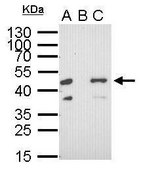 Monoclonal Anti-RFP antibody produced in mouse clone GT1610, affinity isolated antibody