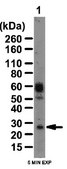 Anti-LCN2 Antibody from rabbit, purified by affinity chromatography
