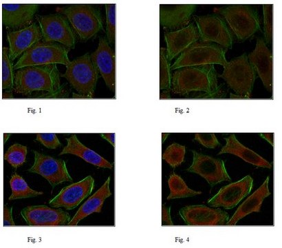 Anti-NF-E2-related factor 2 Antibody from rabbit, purified by affinity chromatography