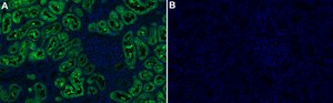 Anti-PAH Antibody, clone 1L14 ZooMAb&#174; Rabbit Monoclonal recombinant, expressed in HEK 293 cells