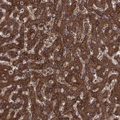 Anti-SHMT1 antibody produced in rabbit Prestige Antibodies&#174; Powered by Atlas Antibodies, affinity isolated antibody, buffered aqueous glycerol solution