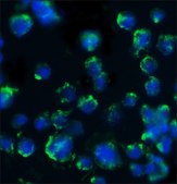 Anti-BACE antibody produced in rabbit IgG fraction of antiserum, buffered aqueous solution