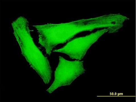 Anti-KIFC3 antibody produced in mouse purified immunoglobulin, buffered aqueous solution