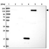 Anti-DHX29 antibody produced in rabbit Prestige Antibodies&#174; Powered by Atlas Antibodies, affinity isolated antibody, buffered aqueous glycerol solution