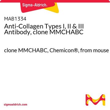 Anti-Collagen Types I, II &amp; III Antibody, clone MMCHABC clone MMCHABC, Chemicon&#174;, from mouse