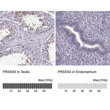 Anti-PRSS54 antibody produced in rabbit Prestige Antibodies&#174; Powered by Atlas Antibodies, affinity isolated antibody, buffered aqueous glycerol solution