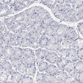Anti-GCNA antibody produced in rabbit Prestige Antibodies&#174; Powered by Atlas Antibodies, affinity isolated antibody, buffered aqueous glycerol solution